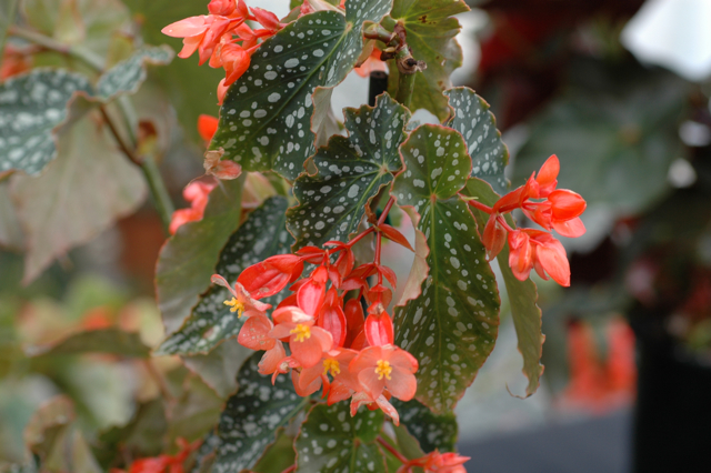 B. ‘Fremantle’
